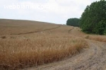 Купувам ЗЕМЕДЕЛСКА ЗЕМЯ всички землища Община Бургас