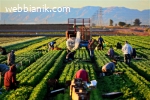 NR VIETNAM - Work & Trade